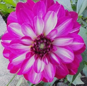 Meet your Posher, Sheryl